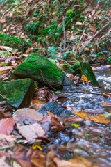 stream in the forest