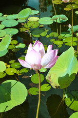 Serene Pink Lotus Blossom Amidst Lush Pond Vegetation