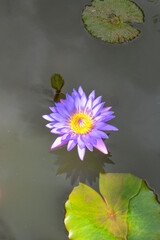 Majestic Egyptian Lotus: Regal Purple Blooms on Serene Waters