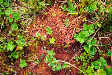 A close-up view of a vibrant forest floor, featuring a rich tapestry of green leaves of Cloudberry, red Sphagnum moss, and various small plants.