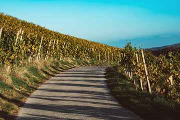 Vineyards row in Slovenia