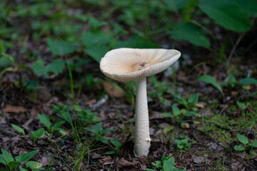 森で見つけた白いキノコ