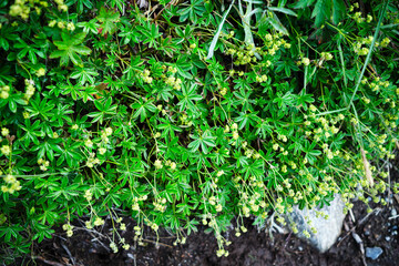 A detailed view of Lady's Mantle (Alchemilla alpina), showcasing its lush green leaves and small yellow-green flowers. The vibrant foliage and delicate blooms highlight beauty of this alpine plant.