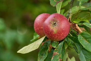Apples, tree and farming in orchard with growth, leaves or outdoor with food production for nutrition. Red fruits, nature and sustainability agriculture in countryside, environment or crops in China
