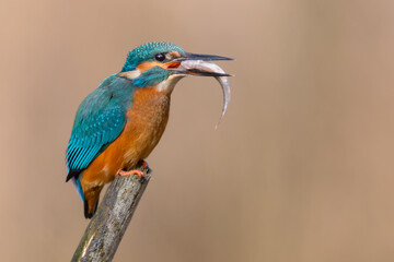 Common Kingfisher