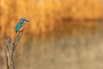 Common Kingfisher