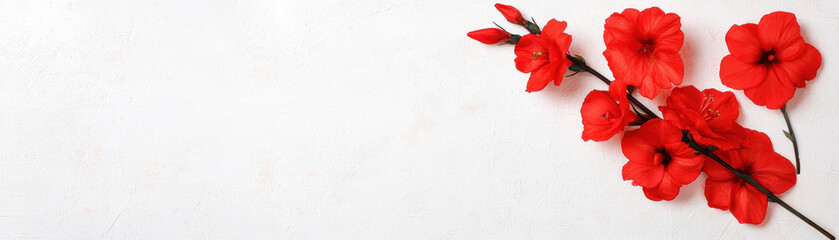 Obraz premium A minimalistic arrangement of vibrant red flowers against a white background. Perfect for spring, nature, or floral themes in design projects.