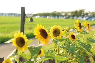 青空と向日葵　ひまわり