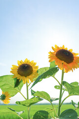 青空と向日葵　ひまわり