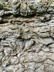 Monkey Puzzle Tree, a species of Araucaria. Background Texture