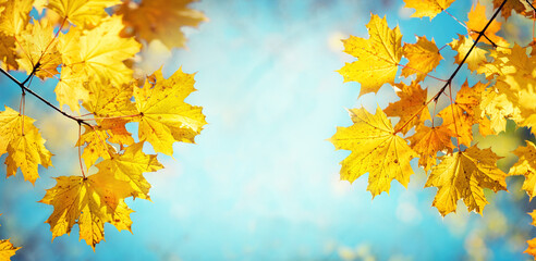 Autumn yellow maple leaves on a blurred forest background, very shallow focus. Colorful foliage in...