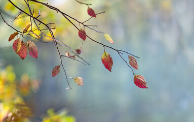 Autumn leaves in the forest on a blurred background of trees and a pond. Colorful foliage in the autumn park. Excellent background on the theme of autumn.