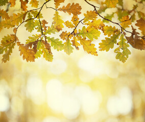 Fototapeta premium Autumn oak leaves on the background of the forest. Oak forest, autumn. background.