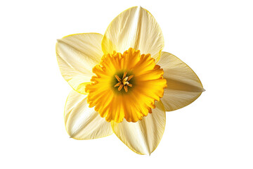 Golden Radiance, A single daffodil in full bloom cut out transparent isolated on white background PNG © Png - Video - Photo