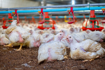 White chicken in smart poultry  farming business, chicken and chicken production at the poultry farm, chicken is economic animals in closed system farm, Livestock