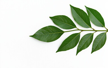Fototapeta premium Minimalistic of green leaves arranged neatly on a white background, capturing the essence of nature and simplicity.
