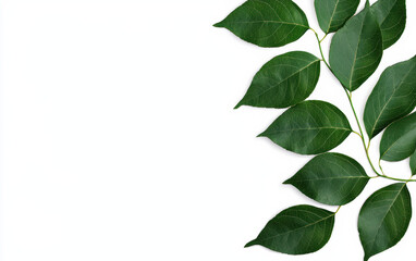 Fresh green leaves against a white background, perfect for nature, ecology, or botanical themes. Great for eco-friendly design projects and natural products.