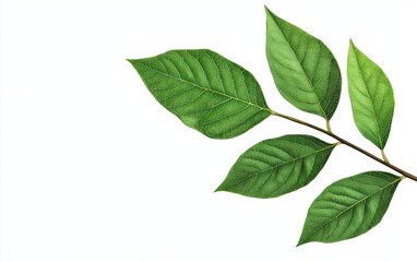 Naklejka premium A close-up of six green leaves on a thin branch against a white background, showcasing their vibrant color and detailed textures.