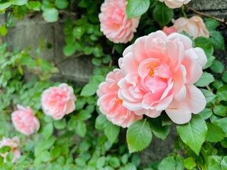 Fototapeta premium pink flowers バラ