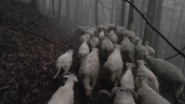 Ukraine, Carpathians - mountains, pasture, meadow, Transcarpathia - sheep graze in foggy forests and mountains to produce milk and cheese, wool and meat