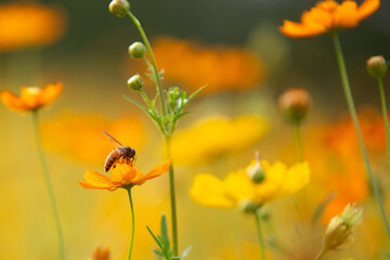 Honey bee being pollinated and collecting pollen yellow cosmos flower in the garden.