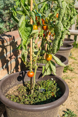 Growing tomatoes in grey pots and near the greenhouse on the background.