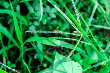 Selective focus small wasp perched on reeds with blurred background in garden during day