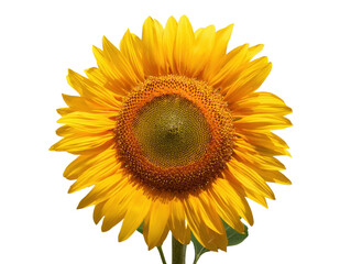 A large, vibrant sunflower in full bloom cut out transparent isolated on white background PNG file