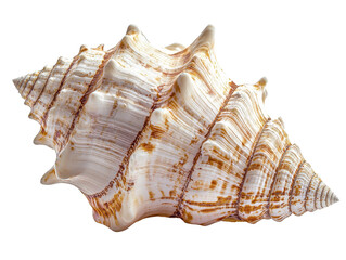 sea shell cut out transparent isolated on white background PNG