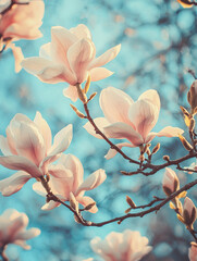 A detailed and vibrant capture of magnolia flowers blooming on branches against a soft and blurred background, showcasing their delicate beauty and spring essence.