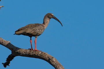 Plumbeous ibis,Theristicus caerulescens, Pantanal, Mato Grosso, Brazil.