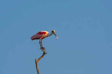 Obraz premium Roseate spoonbill, Platalea ajaja, La Estrella Marsh, Formosa Province, Argentina.