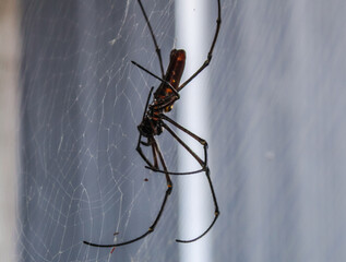 selective focus of a big spider in its nest or spiderweb with a blurry background a house during the day