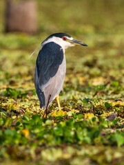 Black crowned Night heron, Nycticorax nycticorax ​ ,Pantanal, Mato Grosso, Brazil