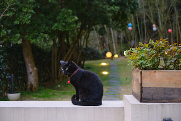 black cat in backyard