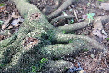 selective focus of winding tree roots covered in moss, outdoors during the day