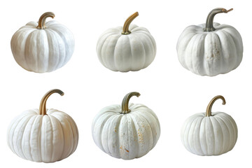 Six White Pumpkins with Brown Stems