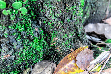 Selective focus close up macro moss on wood or tree trunk