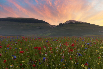 Castelluccio Norcia la fioritura