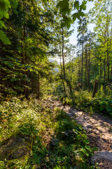 Mountain trail in the Strążyska Valley in the Polish Tatra Mountains.