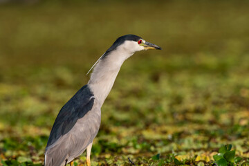 Black crowned Night heron, Nycticorax nycticorax ​ ,Pantanal, Mato Grosso, Brazil