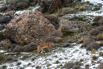 Puma walking in mountain environment, Torres del Paine National Park, Patagonia, Chile.