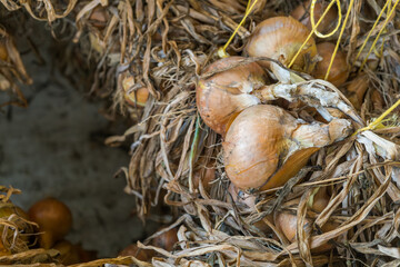 close up drying onions and garlic after harvesting under home outdoor kitchen