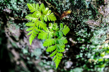 close up selective focus green fern leaf or leafy blade or petiole (leaf stalk) or daun pakis...