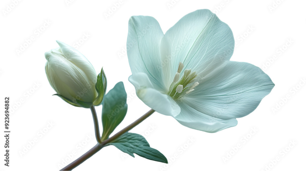 Wall mural delicate white flower with bud - perfect for floral designs