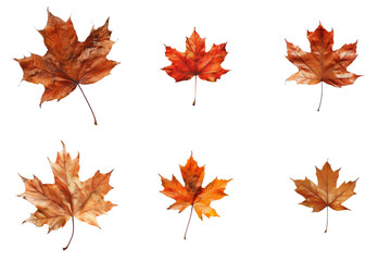 Fototapeta premium Six Detailed Images of Maple Leaves with Colorful Lines