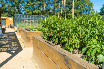 Vegetable garden with raised beds in the backyard with cabbage and peppers 