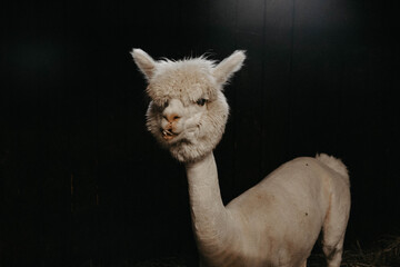 Funny portrait of curly llama or alpaca with crooked teeth on black background