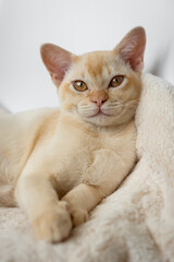 Adorable red Burmese kitten resting on soft pillow