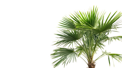 Palm tree transparent background